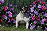 BOULEDOGUE FRANCAIS 839